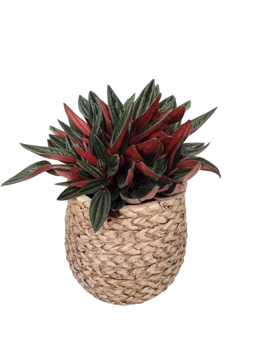 <h4>Arr. Kamerplant Groen L%</h4>