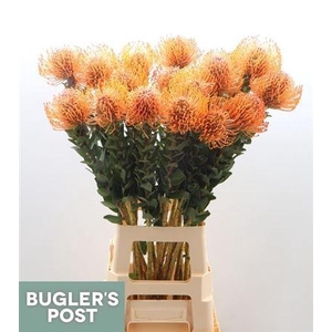 Leuco Ayoba Man Zest