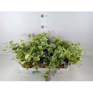 Hedera   ...variegated