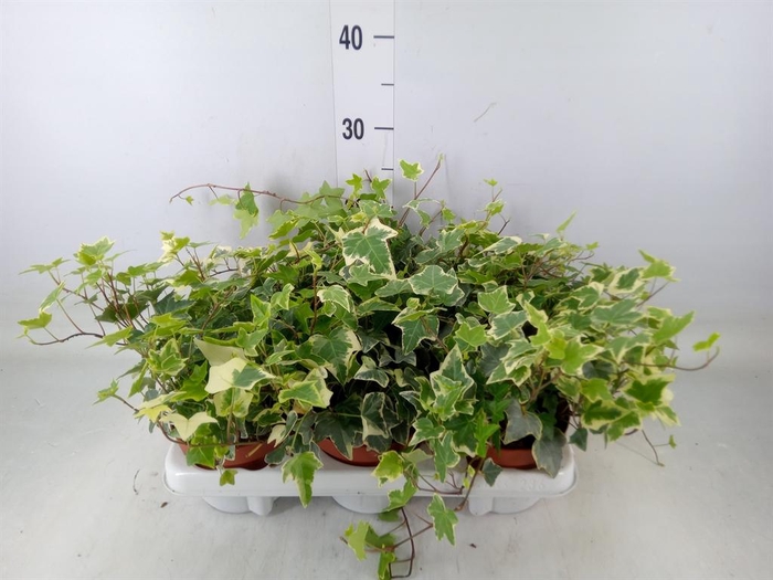 <h4>Hedera   ...variegated</h4>