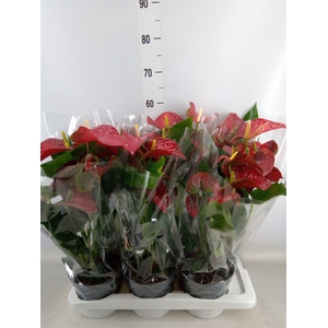 Anthurium andr. 'Karma Red'