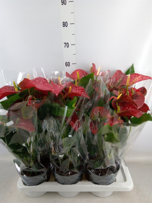 <h4>Anthurium andr. 'Karma Red'</h4>