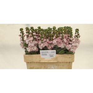 Matth Centum Pink