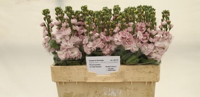 <h4>Matth Centum Pink</h4>