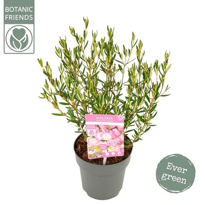 <h4>Kalmia polifolia</h4>