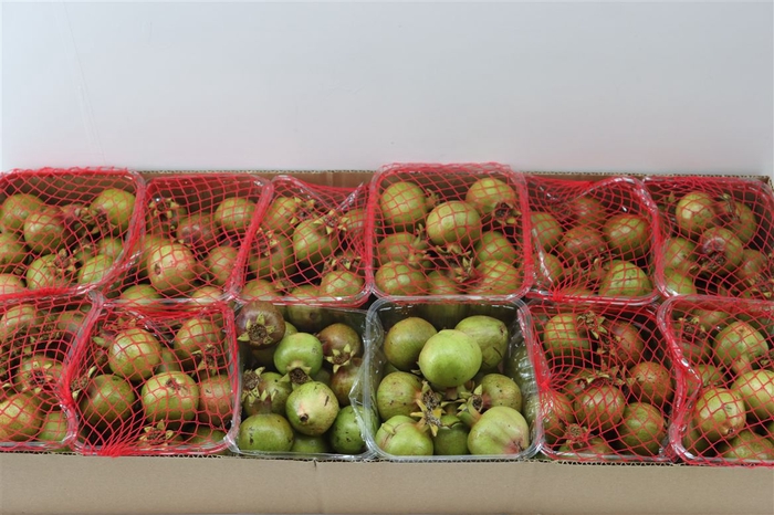 <h4>Sier Granaatappel Green X15 P Box</h4>
