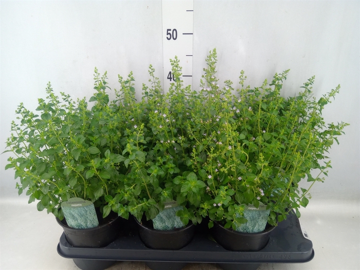 <h4>Calamintha nepeta</h4>