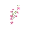 Prunus Fuchsia FL440213FSA