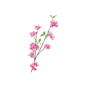 Prunus Fuchsia