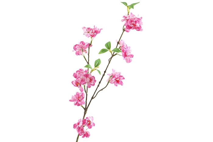 <h4>Prunus Fuchsia</h4>
