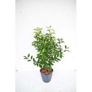 Prunus lusitanica 'Angustifolia' 70-80 cm c5 haag