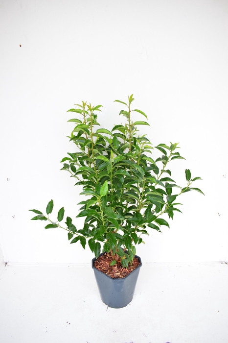 <h4>Prunus lusitanica 'Angustifolia' 70-80 cm c5 haag</h4>