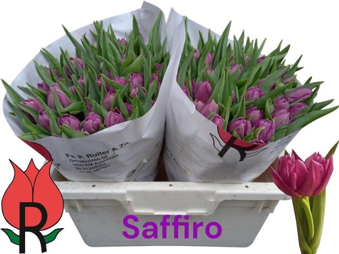 <h4>TU DU SAFFIRO MIO</h4>