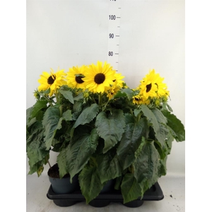 Helianthus an. 'Sunfinity Yel Cent'
