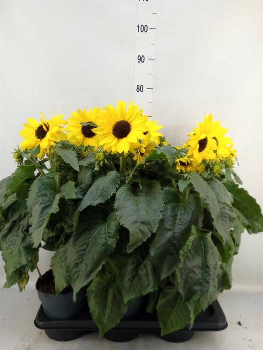 <h4>Helianthus an. 'Sunfinity Yel Cent'</h4>