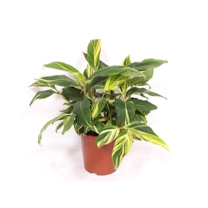 Alpinia zerumbet 'Variegata'