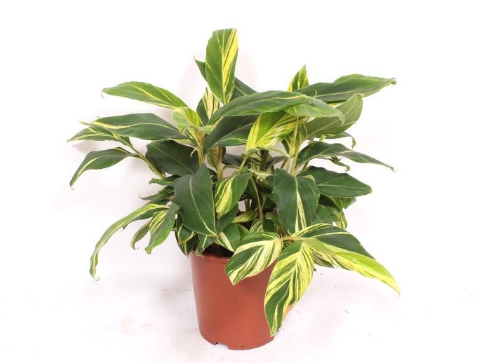 <h4>Alpinia zerumbet 'Variegata'</h4>
