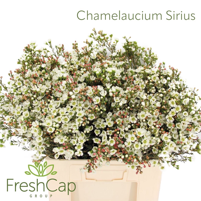 <h4>Chamelaucium Sirius</h4>
