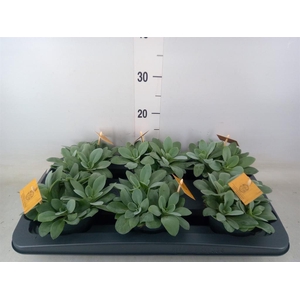 Senecio cephal. 'Mountain Fire'