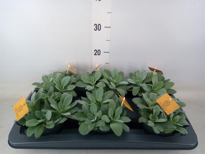 <h4>Senecio cephal. 'Mountain Fire'</h4>