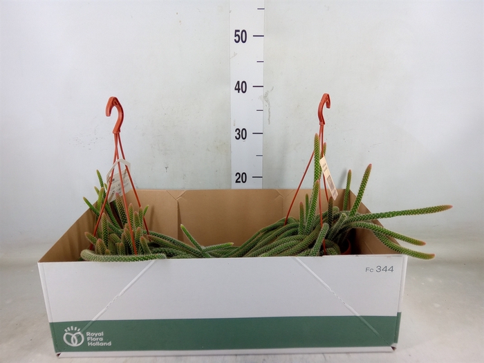 <h4>Cactus   ...hangingplants</h4>