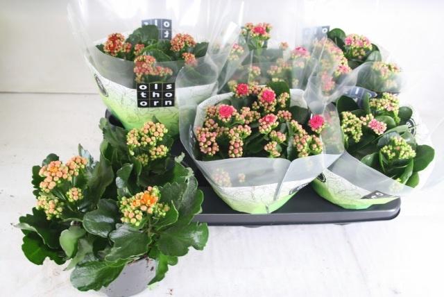 <h4>KAL GE GEM 4 KL</h4>