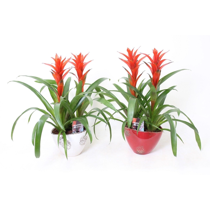 <h4>Ostara in Old Red White Duo</h4>