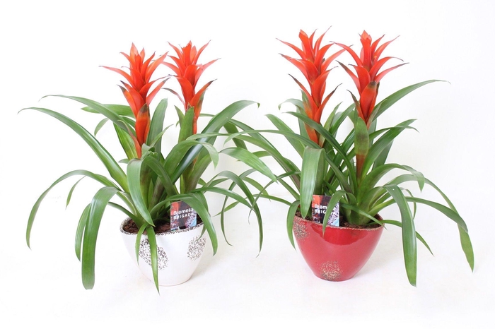 Ostara in Old Red White Duo