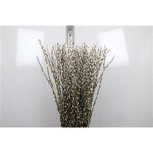 Salix Ca Snow Flake