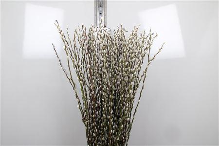 <h4>Salix Ca Snow Flake</h4>