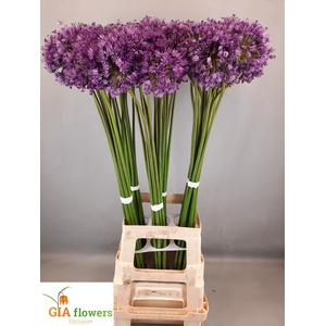 ALLIUM AFLATUNENSE