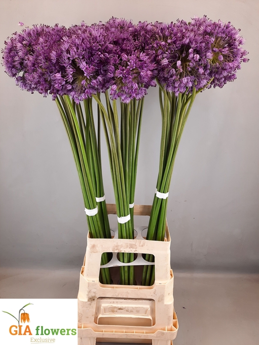 <h4>ALLIUM AFLATUNENSE</h4>