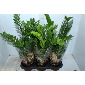 ZAMIOCULCAS P17