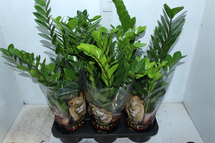 <h4>ZAMIOCULCAS P17</h4>