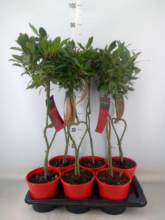 <h4>Laurus nobilis</h4>