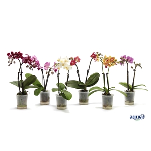 Phal Tiny Dolls Mix 2T10+ Aqu@