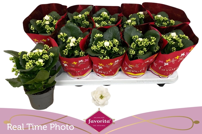 <h4>KAL B GE C MENZEL</h4>