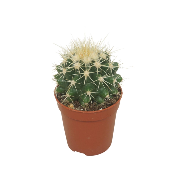 <h4>Echinocactus grusonii</h4>