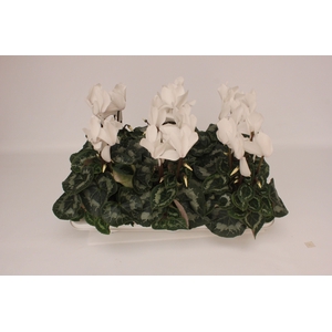 Cyclamen Super Serie Vintro White