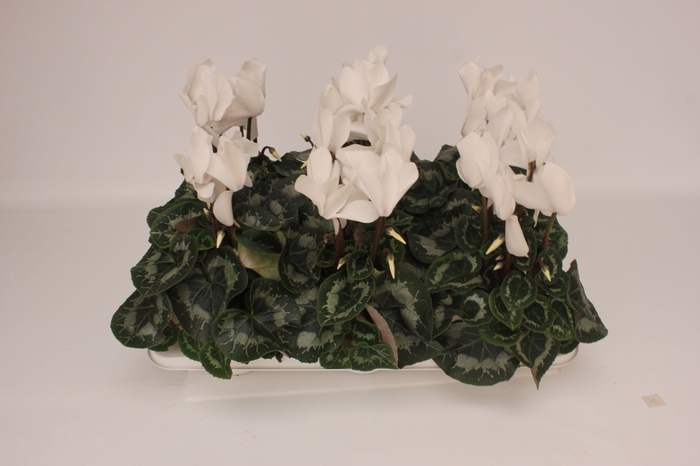 <h4>Cyclamen Super Serie Vintro White</h4>
