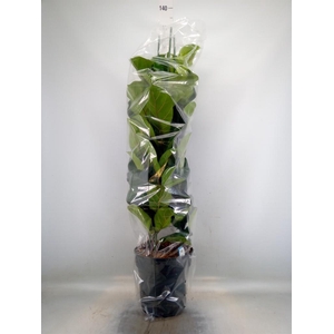 Ficus lyrata 'Bambino'