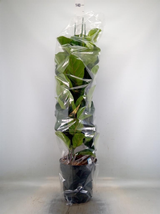 <h4>Ficus lyrata 'Bambino'</h4>