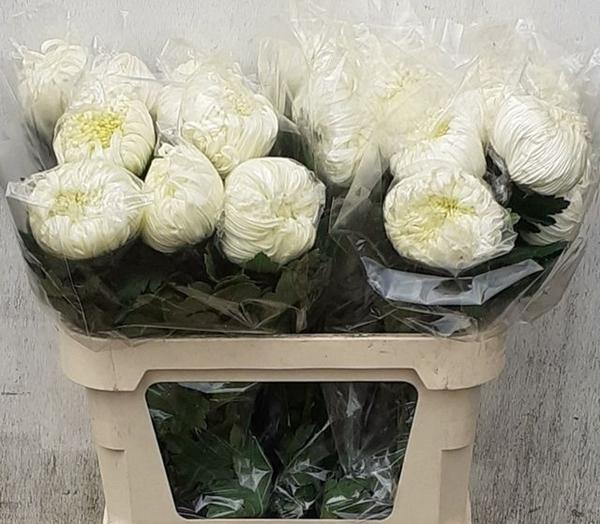 <h4>CHR G VIENNA WHITE</h4>