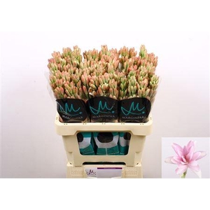 Polianthes Elle Pink