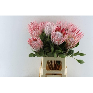 PROTEA CYNAROIDES