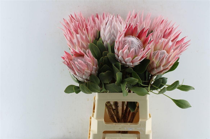 <h4>PROTEA CYNAROIDES</h4>
