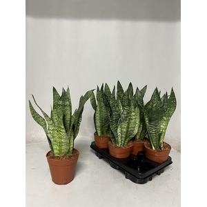 Sansevieria Zeylanica 14Ø 45cm