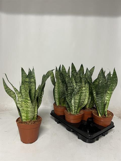 Sansevieria Zeylanica 14Ø 45cm
