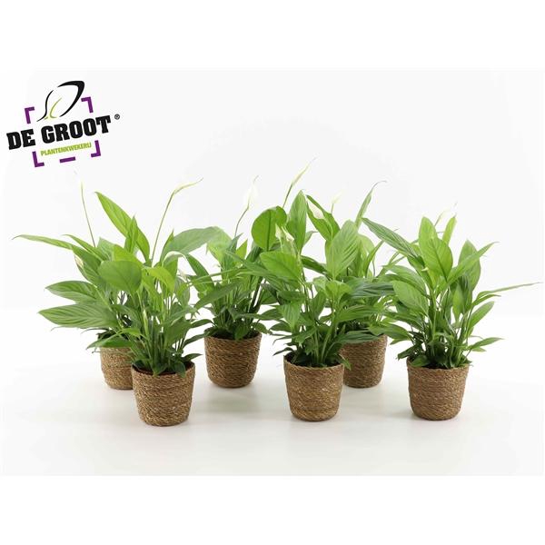 <h4>Spathiphyllum in zeegras mandje</h4>