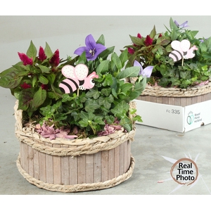 ARR TUINPLANTEN